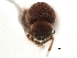  ( - CCDB-30438-D08)  @11 [ ] CreativeCommons - Attribution (2018) CBG Photography Group Smithsonian Institution