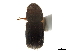  ( - CCDB-30438-E08)  @11 [ ] CreativeCommons - Attribution (2018) CBG Photography Group Smithsonian Institution