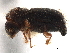  (Dryocoetiops - CCDB-30438-E08)  @11 [ ] CreativeCommons - Attribution (2018) CBG Photography Group Smithsonian Institution