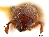  (Ozopemon - CCDB-30438-E10)  @11 [ ] CreativeCommons - Attribution (2018) CBG Photography Group Smithsonian Institution