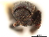  ( - CCDB-30438-F06)  @11 [ ] CreativeCommons - Attribution (2018) CBG Photography Group Smithsonian Institution
