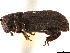  ( - CCDB-30438-F06)  @11 [ ] CreativeCommons - Attribution (2018) CBG Photography Group Smithsonian Institution