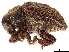  ( - CCDB-30438-F11)  @11 [ ] CreativeCommons - Attribution (2018) CBG Photography Group Smithsonian Institution