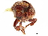 ( - CCDB-30438-F12)  @11 [ ] CreativeCommons - Attribution (2018) CBG Photography Group Smithsonian Institution
