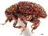  ( - CCDB-30438-F12)  @11 [ ] CreativeCommons - Attribution (2018) CBG Photography Group Smithsonian Institution