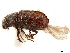  ( - CCDB-30438-G01)  @11 [ ] CreativeCommons - Attribution (2018) CBG Photography Group Smithsonian Institution
