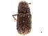  (Pachycotes - CCDB-30438-G04)  @11 [ ] CreativeCommons - Attribution (2018) CBG Photography Group Smithsonian Institution