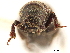  ( - CCDB-30438-G05)  @11 [ ] CreativeCommons - Attribution (2018) CBG Photography Group Smithsonian Institution