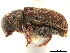  ( - CCDB-30438-G06)  @11 [ ] CreativeCommons - Attribution (2018) CBG Photography Group Smithsonian Institution