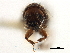  (Acanthotomicus - CCDB-30438-G10)  @11 [ ] CreativeCommons - Attribution (2018) CBG Photography Group Smithsonian Institution