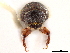  (Ips apache - CCDB-30438-G11)  @11 [ ] CreativeCommons - Attribution (2018) CBG Photography Group Smithsonian Institution