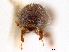  ( - CCDB-30438-G12)  @11 [ ] CreativeCommons - Attribution (2018) CBG Photography Group Smithsonian Institution
