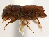  ( - CCDB-30438-G12)  @11 [ ] CreativeCommons - Attribution (2018) CBG Photography Group Smithsonian Institution