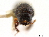  ( - CCDB-30438-H02)  @11 [ ] CreativeCommons - Attribution (2018) CBG Photography Group Smithsonian Institution