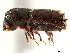  ( - CCDB-30438-H02)  @11 [ ] CreativeCommons - Attribution (2018) CBG Photography Group Smithsonian Institution