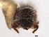  ( - CCDB-30438-H04)  @11 [ ] CreativeCommons - Attribution (2018) CBG Photography Group Smithsonian Institution