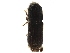  ( - CCDB-30438-H05)  @11 [ ] CreativeCommons - Attribution (2018) CBG Photography Group Smithsonian Institution