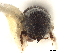  ( - CCDB-30438-H05)  @11 [ ] CreativeCommons - Attribution (2018) CBG Photography Group Smithsonian Institution