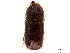  (Pseudips orientalis - CCDB-30438-H07)  @11 [ ] CreativeCommons - Attribution (2018) CBG Photography Group Smithsonian Institution