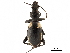  (Anthia omoplata - CCDB-30439-A01)  @11 [ ] CreativeCommons - Attribution (2018) CBG Photography Group Smithsonian Institution