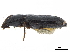 ( - CCDB-30439-B01)  @11 [ ] CreativeCommons - Attribution (2018) CBG Photography Group Smithsonian Institution
