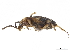  (Mastax - CCDB-30439-C01)  @11 [ ] CreativeCommons - Attribution (2018) CBG Photography Group Smithsonian Institution
