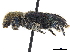  (Phlogistus - CCDB-30439-G05)  @11 [ ] CreativeCommons - Attribution (2018) CBG Photography Group Smithsonian Institution