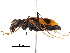  ( - CCDB-30439-G11)  @11 [ ] CreativeCommons - Attribution (2018) CBG Photography Group Smithsonian Institution