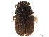  ( - CCDB-30440-A02)  @11 [ ] CreativeCommons - Attribution (2018) CBG Photography Group Smithsonian Institution