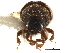  (Chramesus acacicolens - CCDB-30440-A02)  @11 [ ] CreativeCommons - Attribution (2018) CBG Photography Group Smithsonian Institution