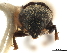  (Chramesus gracilis - CCDB-30440-A03)  @11 [ ] CreativeCommons - Attribution (2018) CBG Photography Group Smithsonian Institution