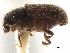  ( - CCDB-30440-A03)  @11 [ ] CreativeCommons - Attribution (2018) CBG Photography Group Smithsonian Institution