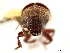  (Hyleops - CCDB-30440-A05)  @11 [ ] CreativeCommons - Attribution (2018) CBG Photography Group Smithsonian Institution