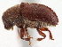 ( - CCDB-30440-A05)  @11 [ ] CreativeCommons - Attribution (2018) CBG Photography Group Smithsonian Institution