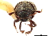  (Phloeocranus - CCDB-30440-A07)  @11 [ ] CreativeCommons - Attribution (2018) CBG Photography Group Smithsonian Institution
