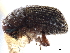  (Phloeoditica - CCDB-30440-A08)  @11 [ ] CreativeCommons - Attribution (2018) CBG Photography Group Smithsonian Institution