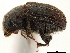 ( - CCDB-30440-A10)  @11 [ ] CreativeCommons - Attribution (2018) CBG Photography Group Smithsonian Institution
