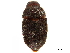  (Phrixosomatini - CCDB-30440-B03)  @11 [ ] CreativeCommons - Attribution (2018) CBG Photography Group Smithsonian Institution