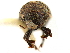  (Phrixosoma viriosum - CCDB-30440-B04)  @11 [ ] CreativeCommons - Attribution (2018) CBG Photography Group Smithsonian Institution