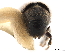  ( - CCDB-30440-B06)  @11 [ ] CreativeCommons - Attribution (2018) CBG Photography Group Smithsonian Institution