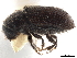  (Carphobius - CCDB-30440-B06)  @11 [ ] CreativeCommons - Attribution (2018) CBG Photography Group Smithsonian Institution