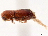  ( - CCDB-30440-B11)  @11 [ ] CreativeCommons - Attribution (2018) CBG Photography Group Smithsonian Institution