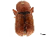  ( - CCDB-30440-C02)  @11 [ ] CreativeCommons - Attribution (2018) CBG Photography Group Smithsonian Institution