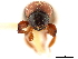  ( - CCDB-30440-C02)  @11 [ ] CreativeCommons - Attribution (2018) CBG Photography Group Smithsonian Institution