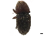  (Cnemonyx - CCDB-30440-C07)  @11 [ ] CreativeCommons - Attribution (2018) CBG Photography Group Smithsonian Institution