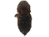  (Cnemonyx protivorus - CCDB-30440-C08)  @11 [ ] CreativeCommons - Attribution (2018) CBG Photography Group Smithsonian Institution