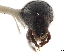  (Loganius flavicornis - CCDB-30440-C09)  @11 [ ] CreativeCommons - Attribution (2018) CBG Photography Group Smithsonian Institution