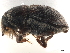  (Loganius recavus - CCDB-30440-C10)  @11 [ ] CreativeCommons - Attribution (2018) CBG Photography Group Smithsonian Institution