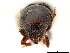  (Scolytopsis orinocanus - CCDB-30440-C11)  @11 [ ] CreativeCommons - Attribution (2018) CBG Photography Group Smithsonian Institution