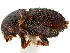  ( - CCDB-30440-C11)  @11 [ ] CreativeCommons - Attribution (2018) CBG Photography Group Smithsonian Institution